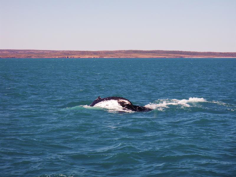 A whale off Red Bluff, in Western Australia - photo © The Wooden Boatshop