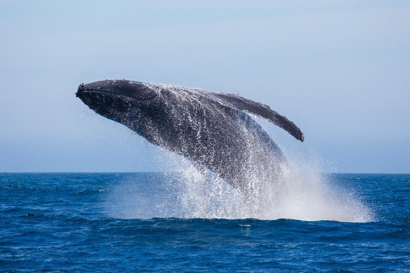 The couple took friends to Whitehaven Beach, stopping on the way back to watch a whale teaching its calf how to swim and breach, the sort of experience you dream about - photo © Riviera Australia