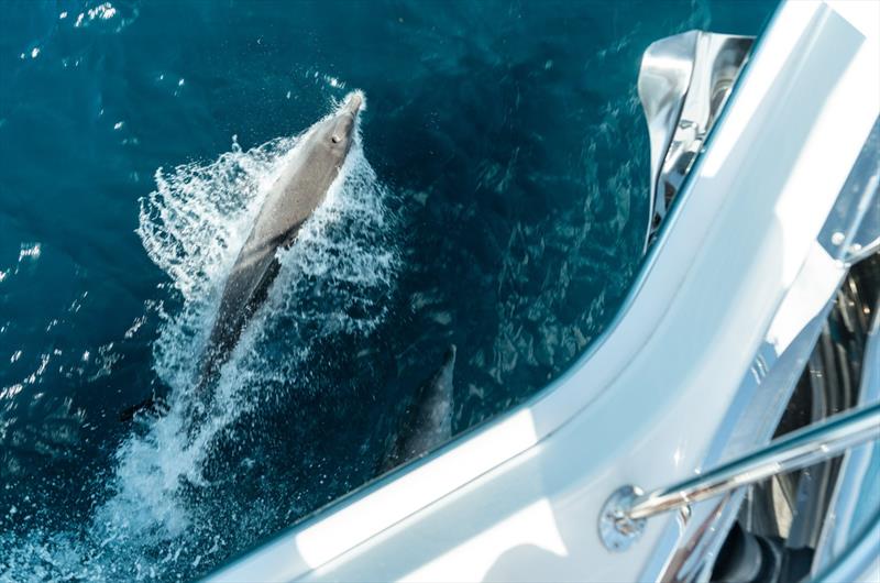 Our cruise towards the îlot was accompanied by playful dolphins - photo © Riviera Australia