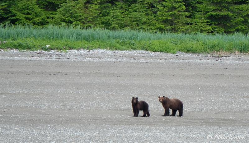 Bears on shore along Chatham Strait - photo © Alicia Brattin