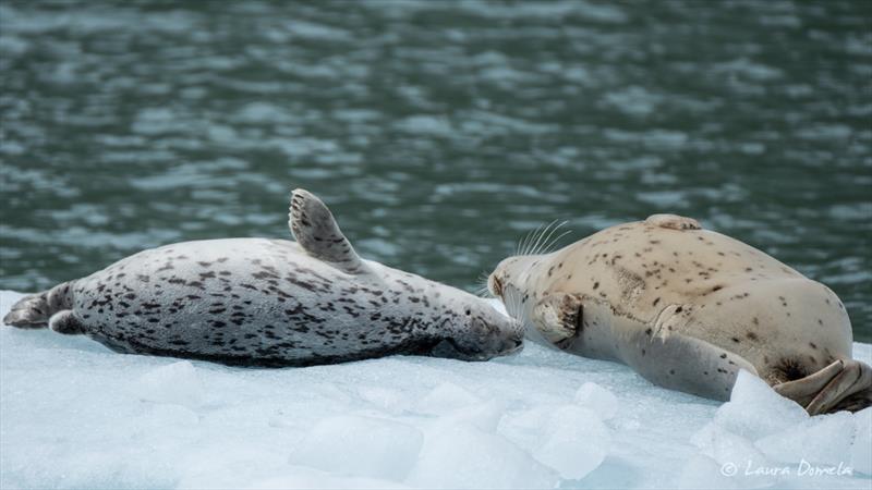 Seal and her pup - photo © Laura Domela
