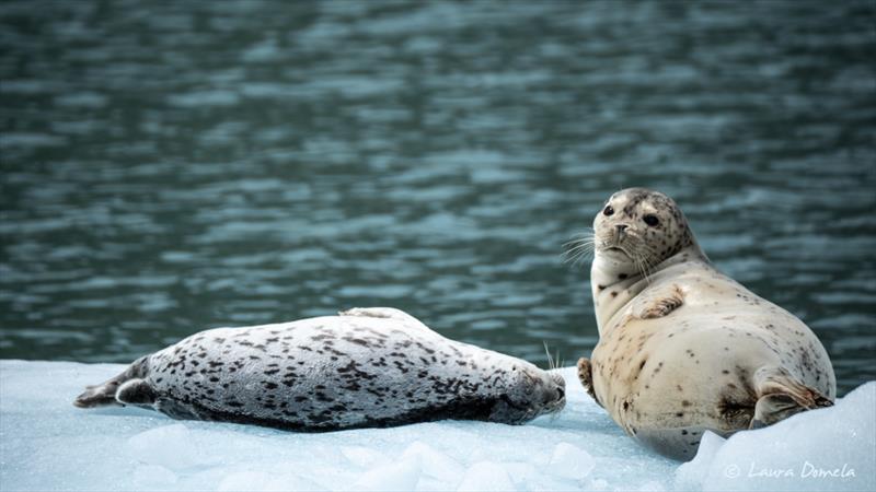 Dawes seals - photo © Laura Domela
