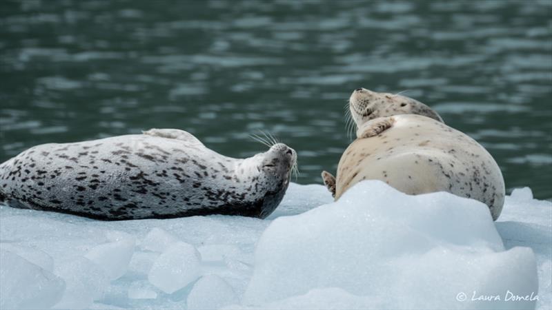 Dawes seals - photo © Laura Domela