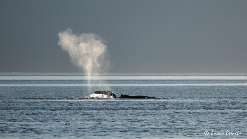 Wood Spit whales - photo © Laura Domela