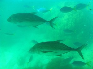 Giant Trevally with Blue and Yellow Fusiliers on the reef at Green Island. - photo ©  John Curnow