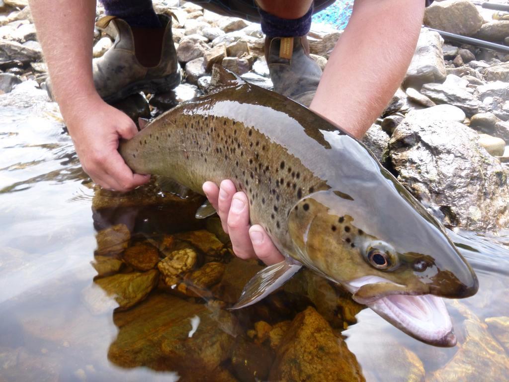 Brown and rainbow trout - VFA