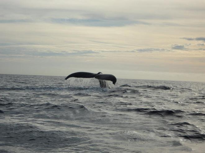 Baja California Mexico 1 - make fast mooring newsletter january © Laiza Garcia