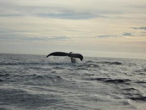 Baja California Mexico 1 - make fast mooring newsletter january photo copyright Laiza Garcia taken at  and featuring the  class