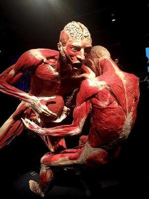 The girls and I went to see Dr. Gunther von Hagens’ BODY WORLDS: Pulse exhibiton at the Science centre here in LA.  This was a convergence of aesthetic anatomy, health and wellness and this special exhibition presented real human bodies in sickness and health and was, well a real eye opener.  Maybe time to give up the fags! photo copyright pendanablog.com taken at  and featuring the  class