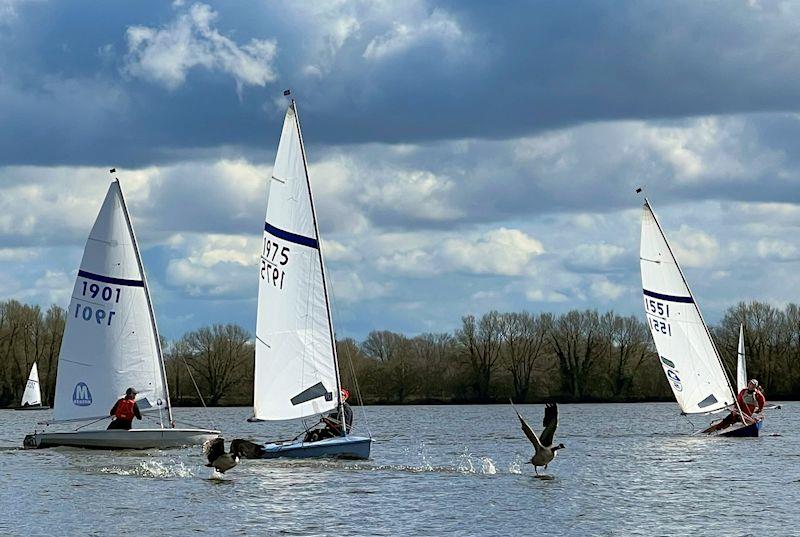 Geese annoyed at Streaker Southern Paddle Series at Tamworth, sponsored by North Sails photo copyright Karl Haines taken at Tamworth Sailing Club and featuring the Streaker class