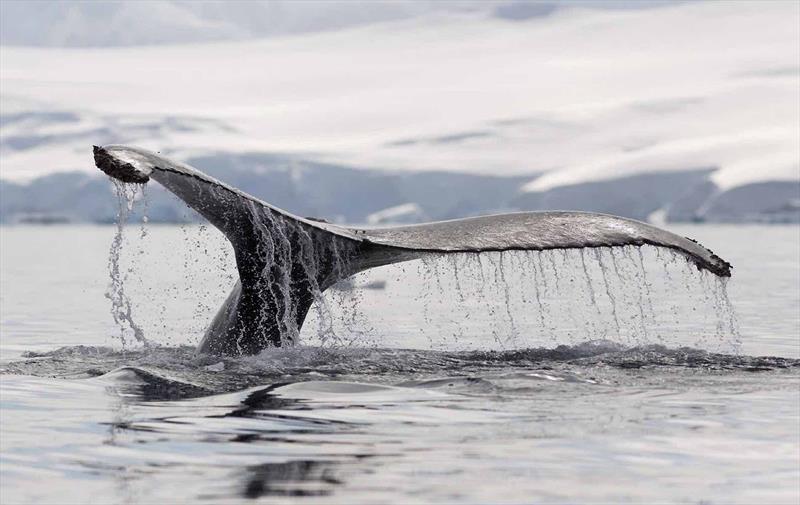 Whale tail sighting in Antarctica - photo © Photo supplied
