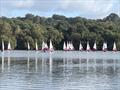 Rooster Southern Topper Travellers at Spinnaker © Sally Wilson